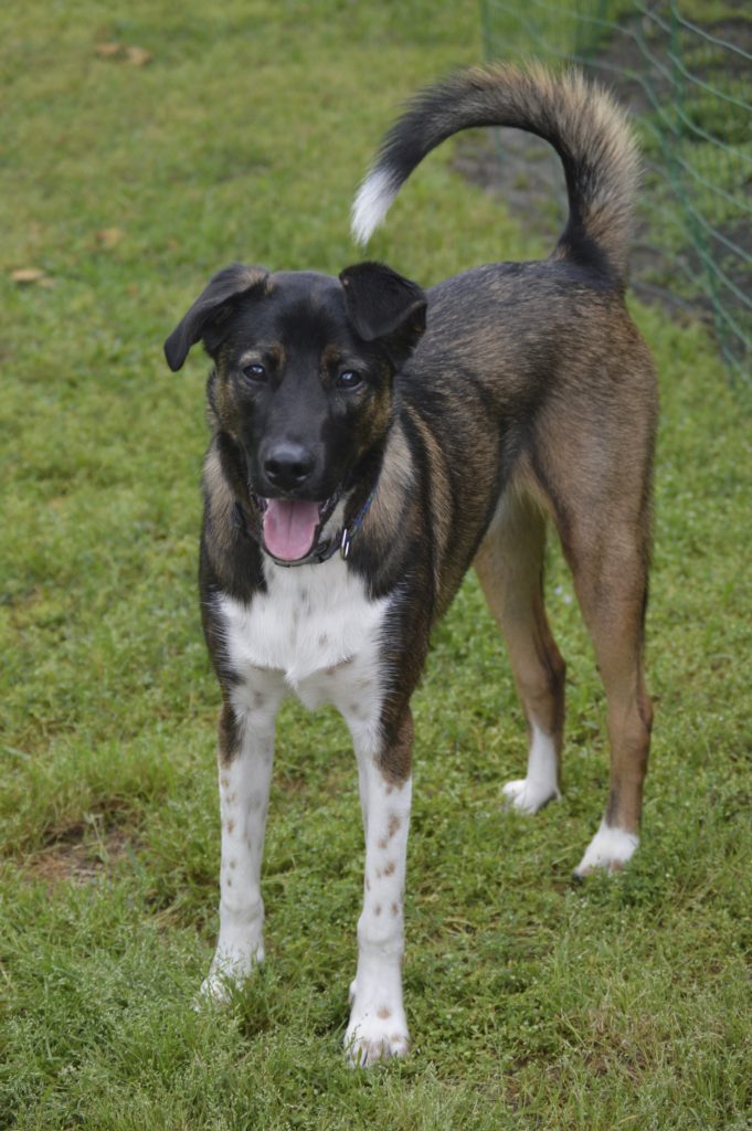 Our big boy. He was a wild puppy, but now he's the best dog. 