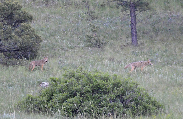 Wolves near Bar N I Ranch Colorado