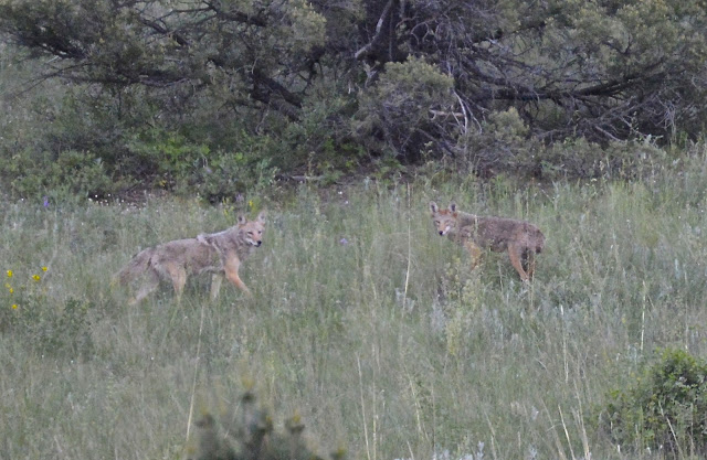 Wolves near Bar N I Ranch Colorado