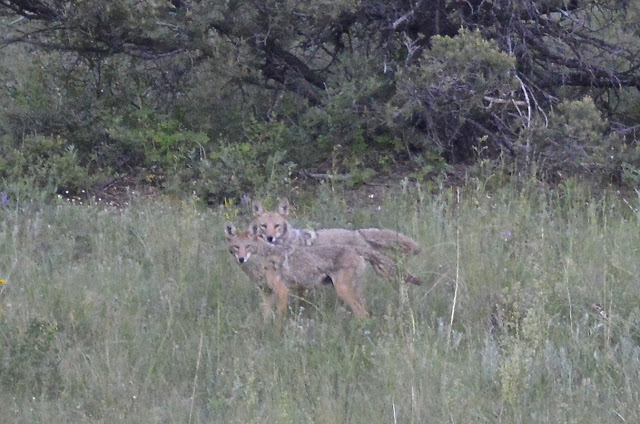 Wolves near Bar N I Ranch Colorado