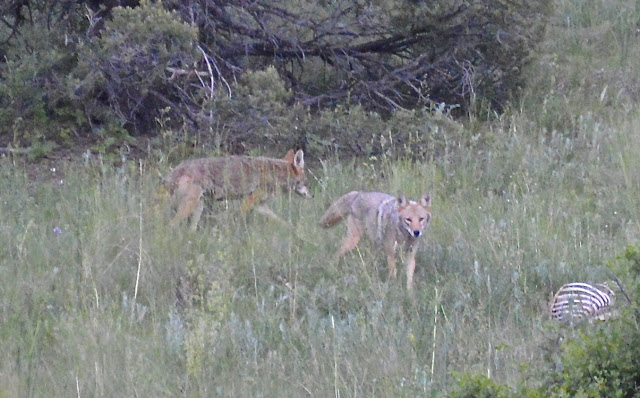 Wolves near Bar N I Ranch Colorado