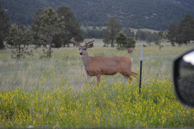 Deer near Bar N I Ranch Colorado