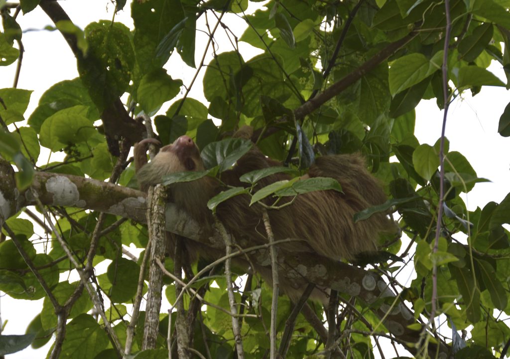 Three Toed Sloth Costa Rica