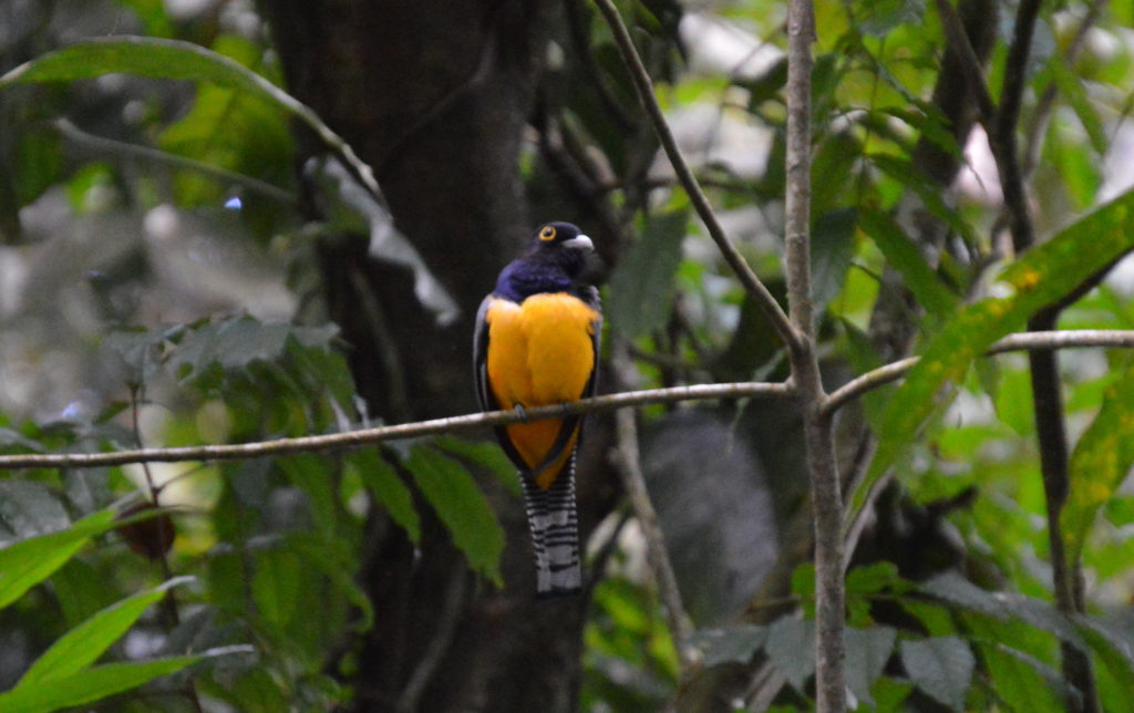 White Tailed Trogon Costa Rica