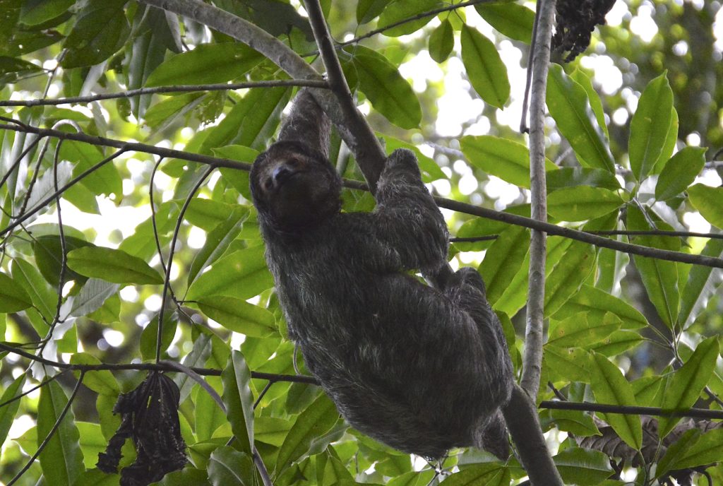 Three Toed Sloth Costa Rica