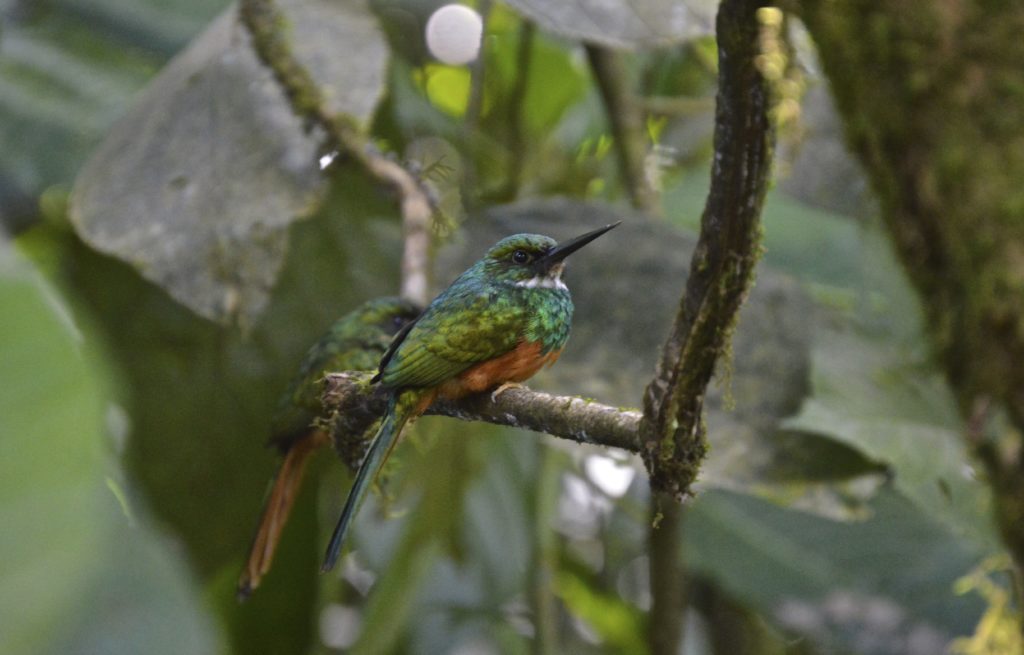 Rufous Tailed Jacamar Costa Rica