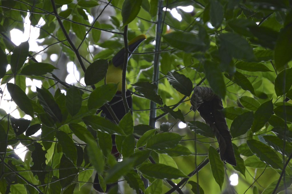 Toucan Costa Rica