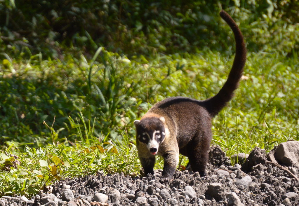 Coati Costa Rica