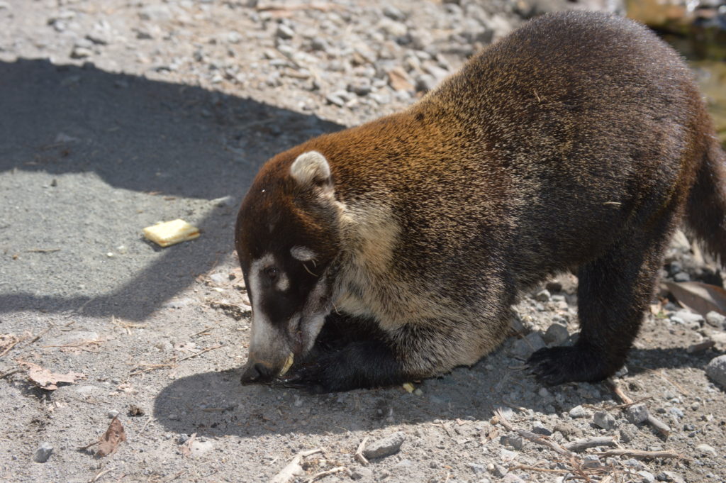 Coati Costa Rica