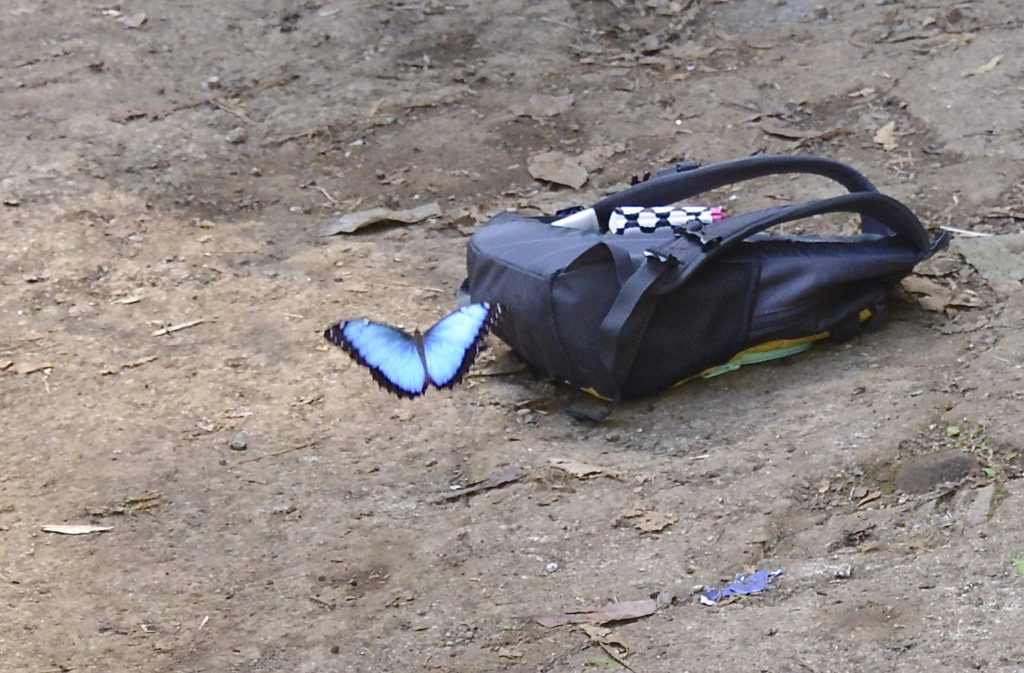 Blue Morpho near Rio Celeste Waterfall