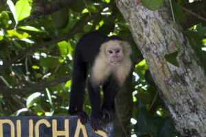 Capuchin Monkey in Manual Antonio National Park