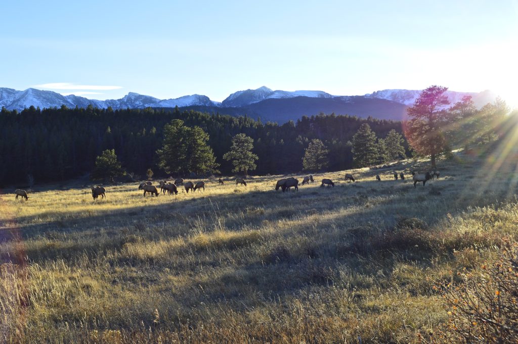 elk rocky mountain national park estes park