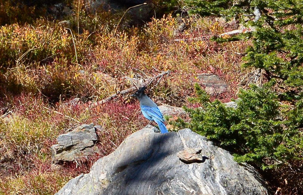 steller's jay rocky mountain national park