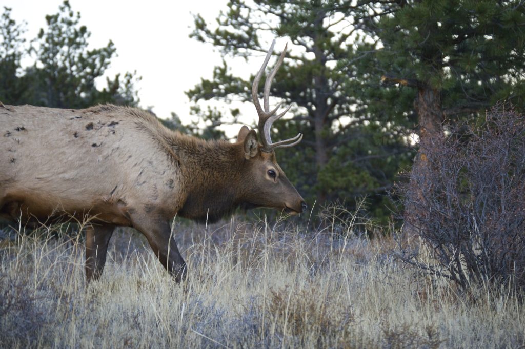 elk rocky mountain national park estes park