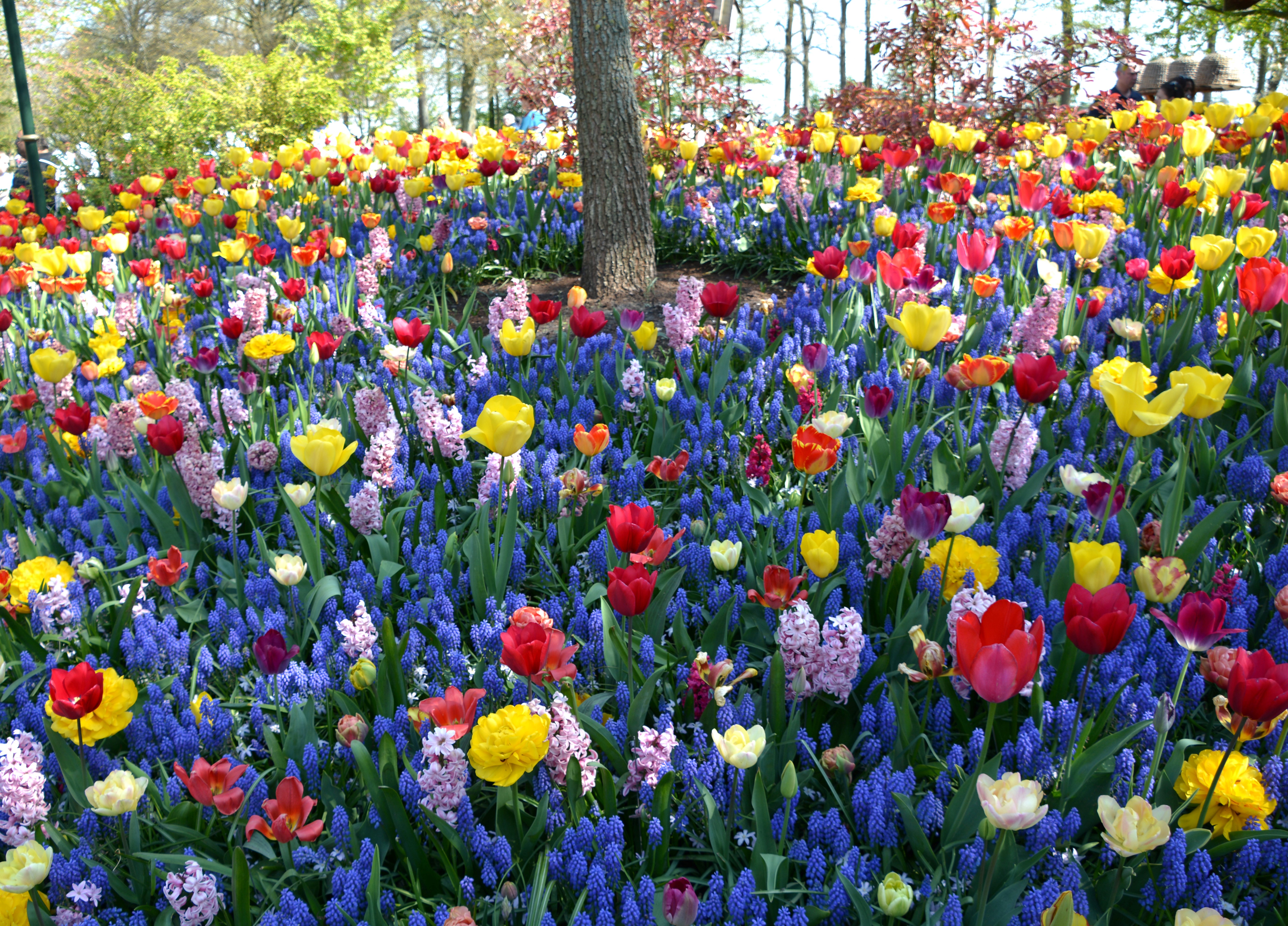 Buy Tickets for Keukenhof