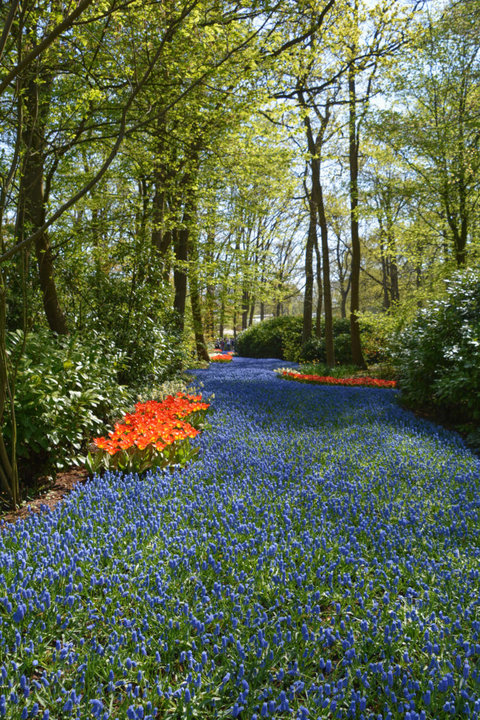 How to visit Keukenhof