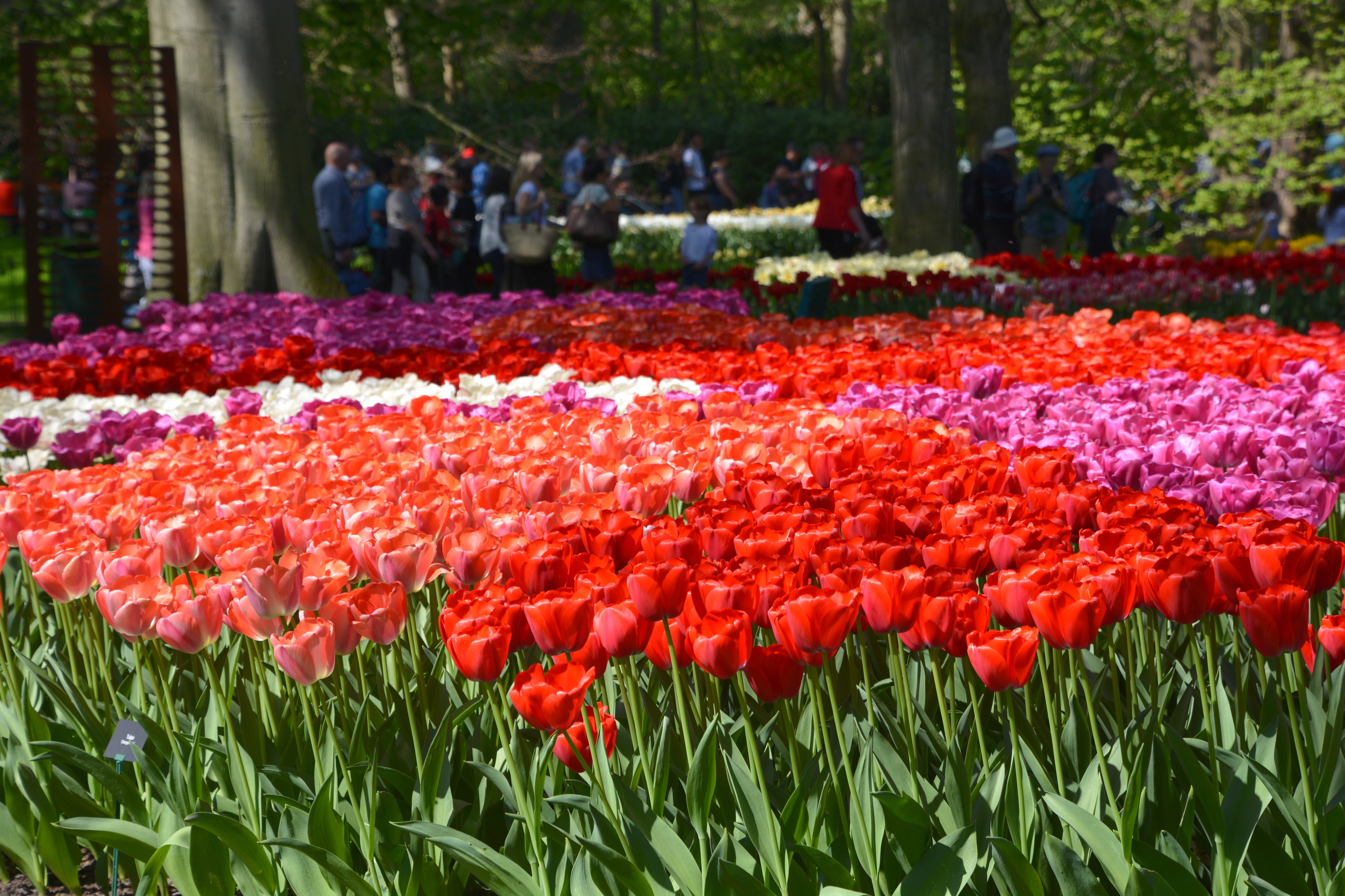 Keukenhof Gardens