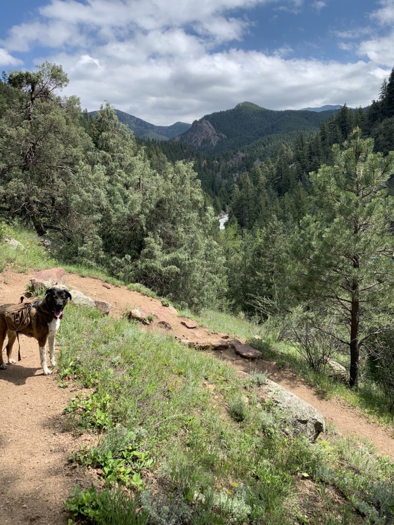 dog friendly hikes in Colorado