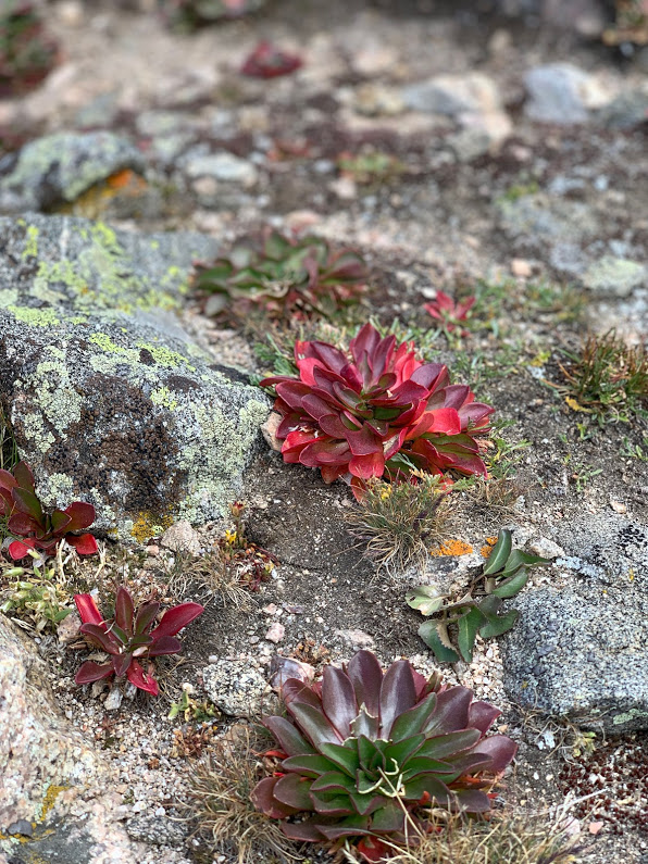 Rose Succulents