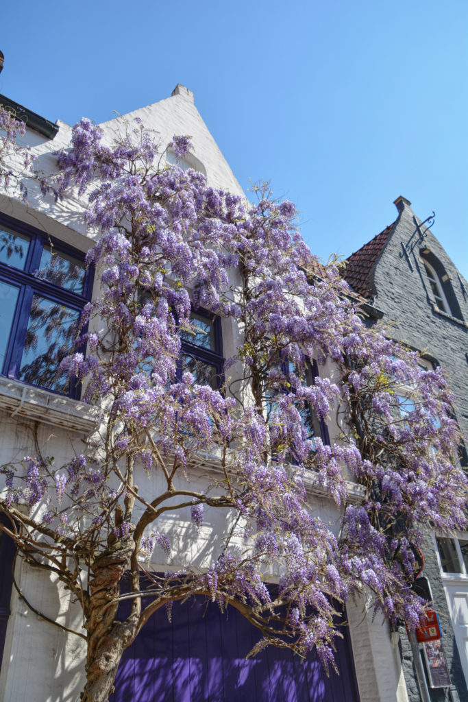 Springtime in Bruges Day Trip from Amsterdam