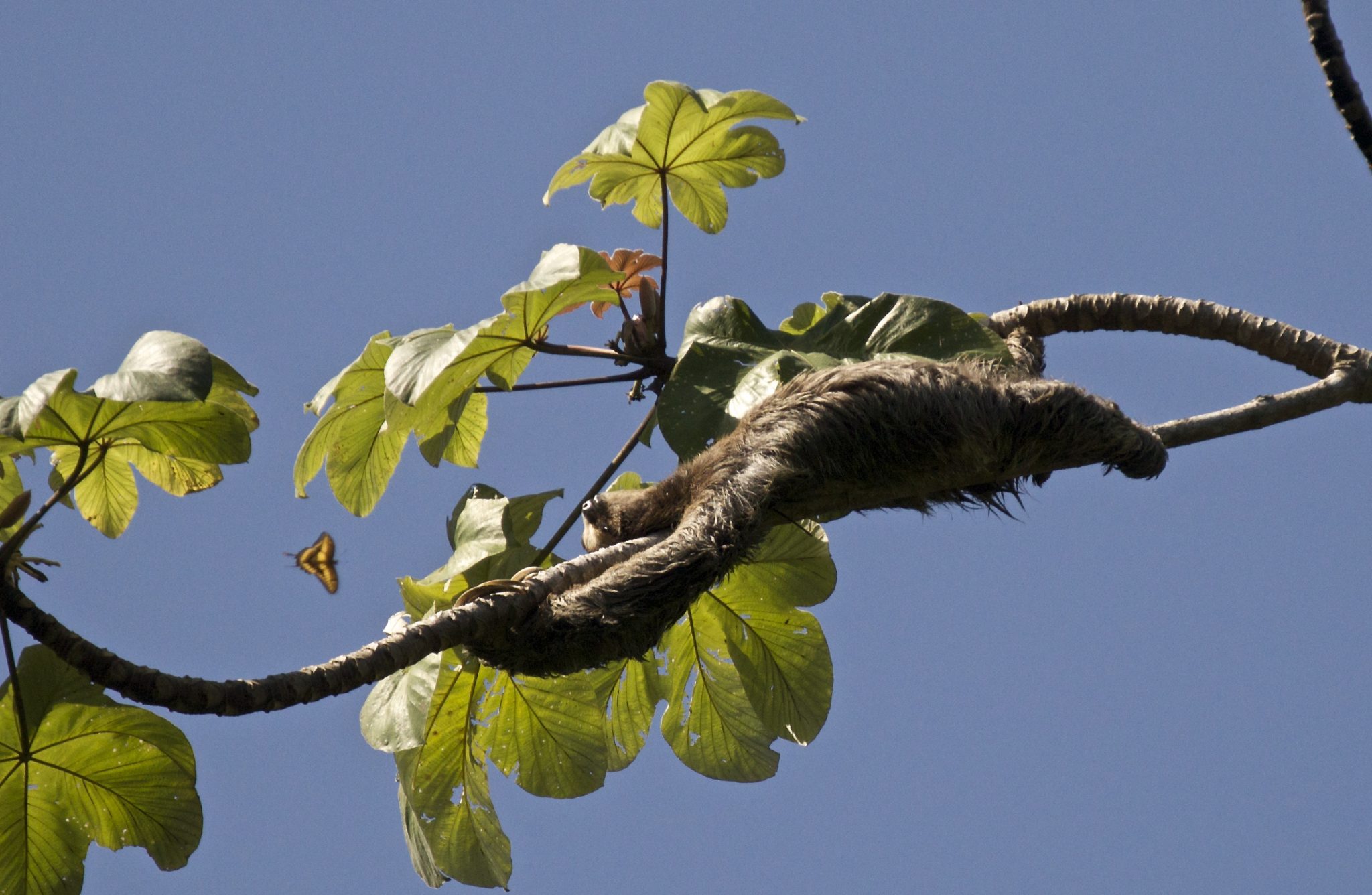 Costa Rica