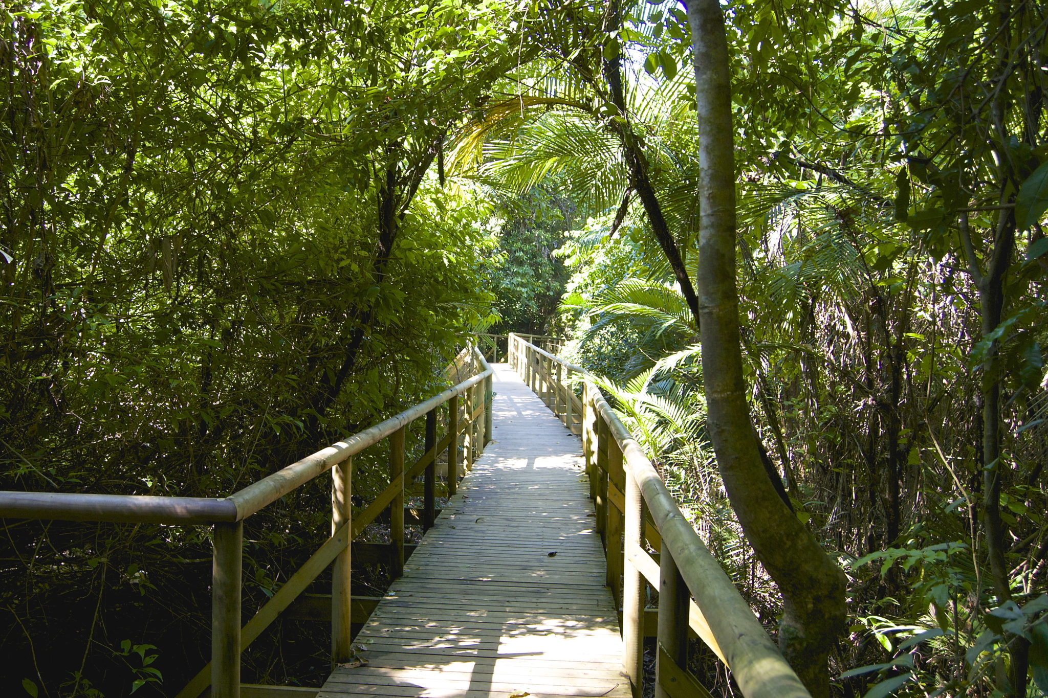 Manuel Antonio National Park Hike